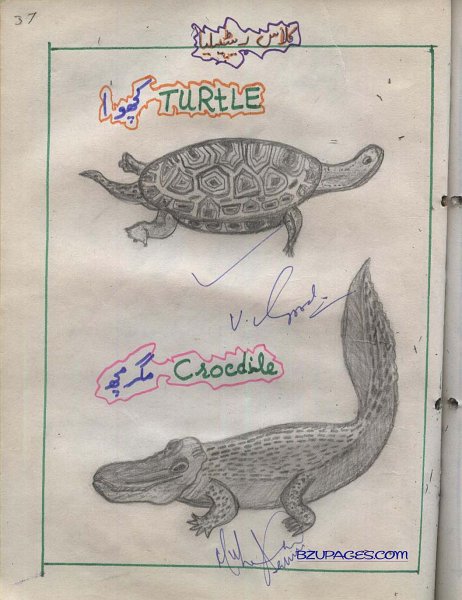 37 Turtle and Crocdile (Kachwa aur Magarmachh).jpg